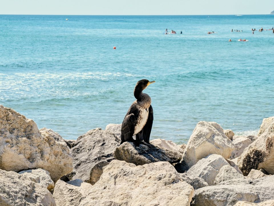 Kormoran auf den Felsen der Mole, im Hintergrund Badegäste im Meer